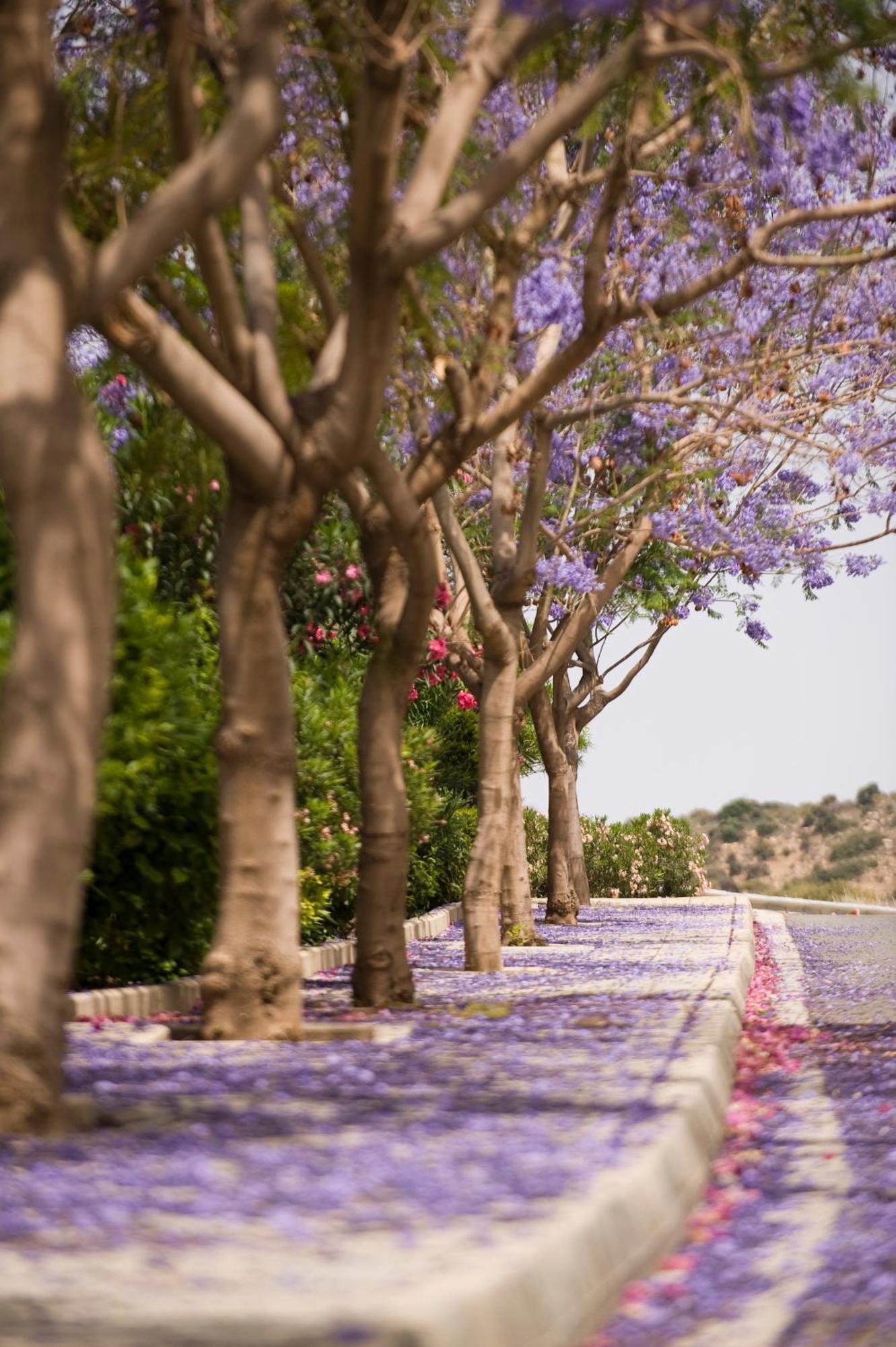 Columbia Beach Resort Pissoúri Eksteriør bilde Jacaranda trees in bloom
